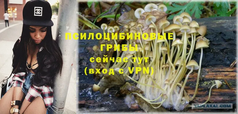 Псилоцибиновые грибы Magic Shrooms  Шлиссельбург 